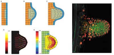 Figure:  different types of cells organised in tissues can generate complex patterns of stress and deformation in tissues.