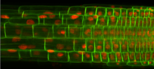 Figure: Arabidopsis root dual-labeled with nuclear and cell membrane markers